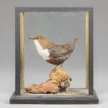 A LATE 20TH CENTURY TAXIDERMY DIPPER IN A GLAZED CASE WITH A NATURALISTIC SETTING (h 25cm x w 23cm x
