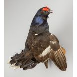 A LATE 20TH CENTURY TAXIDERMY BLACK GROUSE UPON A NATURALISTIC WALL MOUNT (h 40cm x w 32cm x d 37cm)