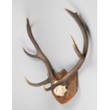 A 20TH CENTURY RED DEER PART UPPER SKULL AND ANTLERS UPON AN OAK SHIELD (h 93cm x w 68cm x d 27cm)