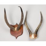 TWO EARLY 20TH CENTURY AFRICAN ANTELOPE HORN SETS. The largest (h 43cm x w 26cm x d 30cm)