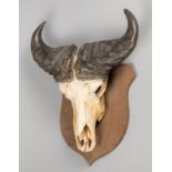 A 20TH CENTURY DWARF FOREST BUFFALO SKULL AND HORNS UPON A WOODEN SHIELD (h 97cm x w 52cm x d 28cm)