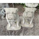 A PAIR OF RECONSTITUTED STONE STATUES OF SEATED BULLDOGS. (47cm) Condition: good