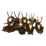 A COLLECTION OF NINE TROPHY MOUNTED ANTLERS. Condition: good