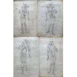 A COLLECTION OF FOUR EARLY 20TH CENTURY BRITISH SCHOOL DRAWINGS Studies of the 'Anatomy Human