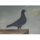W. WINDRED, A 19TH CENTURY OIL ON CANVAS PORTRAIT STUDY OF A PIGEON Signed, dated 1887, gilt