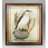 A LATE 19TH CENTURY TAXIDERMY MANX SHEARWATER IN AN EBONISED FRAMED WALL CASE. (h 43cm x w 38cm x