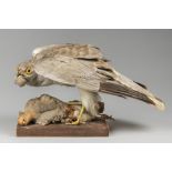 AN EARLY 20TH CENTURY TAXIDERMY MALE HEN HARRIER WITH PARTRIDGE PREY.