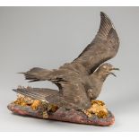 A LATE 20TH CENTURY TAXIDERMY ARCTIC SKUA UPON A NATURALISTIC BASE. Female adult, 25.8.1976. English
