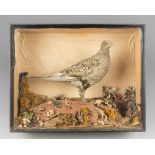 A 19TH CENTURY TAXIDERMY SANDGROUSE IN A GLAZED CASE WITH A NATURALISTIC SETTING. Possibly from