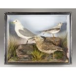 A LATE 19TH/EARLY 20TH CENTURY TAXIDERMY CASE OF FOUR SEABIRDS COMPRISING OF A KITTIWAKE, A LEACH'