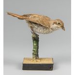 AN EARLY 20TH CENTURY TAXIDERMY RED-BACKED SHRIKE UPON A NATURALISTIC BASE. Female. 8 AUGUST 1901