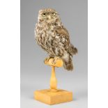 AN EARLY 20TH CENTURY TAXIDERMY LITTLE OWL PERCHED UPON A POLISHED WOODEN BASE. Male. 25 April 1921.
