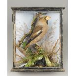 A LATE 19TH CENTURY TAXIDERMY HAWFINCH IN A GLAZED CASE WITH A NATURALISTIC SETTING. (h 24cm x w
