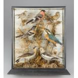 A 19TH CENTURY TAXIDERMY DIORAMA OF SEVEN BRITISH BIRDS. Preservers label to reverse of case.
