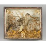 AN UNUSUAL LATE 19TH CENTURY TAXIDERMY MOURNING DIORAMA, COMPRISING OF A SNIPE IN A NATURALIST