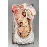 A 19TH CENTURY POLYCHROME PLASTER DIDACTIC ANATOMICAL MODEL OF THE HUMAN TORSO.