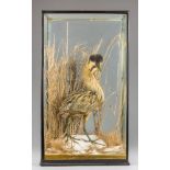 A LATE 19TH CENTURY TAXIDERMY BITTERN IN A GLAZED CASE WITH A NATURALISTIC WINTER SETTING.
