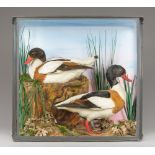 A LATE 19TH/EARLY 20TH CENTURY TAXIDERMY PAIR OF SHELDUCKS IN A GLAZED CASE WITH A NATURALISTIC