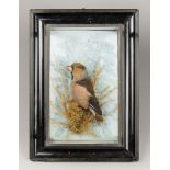 A LATE 19TH CENTURY TAXIDERMY HAWFINCH IN AN EBONISED FRAMED WALL CASE. In the style of Bazeley of