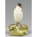 AN EARLY 20TH CENTURY TAXIDERMY LITTLE AUK WITH WINTER PLUMAGE UPON A NATURALISTIC BASE.