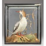 A LATE 19TH/EARLY 20TH CENTURY TAXIDERMY FEMALE MERGANSER IN A GLAZED CASE WITH A NATURALISTIC