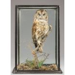 AN EARLY 20TH CENTURY TAXIDERMY TAWNY OWL IN A GLAZED CASE WITH A NATURALISTIC SETTING.