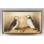 A LATE 19TH CENTURY TAXIDERMY PAIR OF PUFFINS IN A GLAZED CASE WITH A NATURALISTIC SETTING.