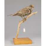AN EARLY 20TH CENTURY TAXIDERMY MISTLE THRUSH UPON BRANCH WITH POLISHED WOODEN BASE.