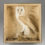 A LATE 19TH CENTURY TAXIDERMY BARN OWL WITH PREY IN A GLAZED CASE WITH A NATURALISTIC SETTING.