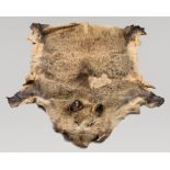 A LATE 20TH CENTURY TAXIDERMY WILD BOAR SKIN RUG WITH NATURAL SCAR.