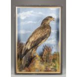 A LATE 19TH/EARLY 20TH CENTURY TAXIDERMY JUVENILE WHITE-TAILED EAGLE IN A GLAZED CASE WITH A