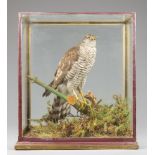 ROWLAND WARD, A LATE 19TH/EARLY 20TH CENTURY TAXIDERMY SPARROWHAWK IN A GLAZED CASE WITH A