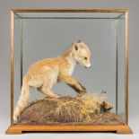 A LATE 20TH CENTURY TAXIDERMY FOX CUB IN A GLAZED OAK CASE WITH A NATURALISTIC SETTING.