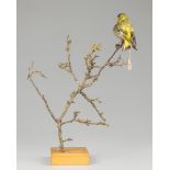 AN EARLY 20TH CENTURY TAXIDERMY EURASIAN SISKIN UPON BRANCH WITH POLISHED WOODEN BASE. DECEMBER