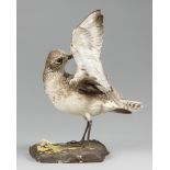 AN EARLY 20TH CENTURY TAXIDERMY GREY PLOVER UPON A NATURALISTIC BASE. Male. 8 January 1937,