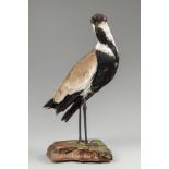 A LATE 20TH CENTURY TAXIDERMY SPUR-WINGED LAPWING UPON A NATURALISTIC BASE. 8 May 1962 Kefar