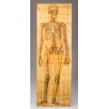 A LATE 19TH CENTURY LARGE HUMAN SKELETON ANATOMICAL TEACHING AID CHART BY RUDDIMAN JOHNSTON & CO.