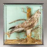 A LATE 19TH/EARLY 20TH CENTURY TAXIDERMY ROUGH-LEGGED BUZZARD IN A GLAZED CASE WITH A NATURALISTIC