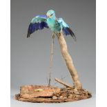 AN EARLY 20TH CENTURY TAXIDERMY EUROPEAN ROLLER UPON A NATURALISTIC BASE.
