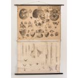 A 19TH CENTURY DUTCH CANVAS WALL HANGING OF THE HUMAN ANATOMY. With diagrams of juvenile skulls