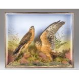 A LATE 19TH CENTURY TAXIDERMY PAIR OF HARRIERS IN A GLAZED CASE WITH A NATURALISTIC SETTING.