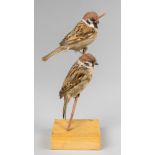 AN EARLY 20TH CENTURY TAXIDERMY PAIR OF TREE SPARROWS UPON A BRANCH WITH A POLISHED WOODEN BASE.