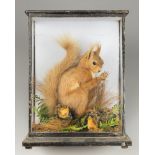 A LATE 19TH CENTURY TAXIDERMY SQUIRREL IN A GLAZED CASE WITH A NATURALISTIC SETTING. (h 33cm x w