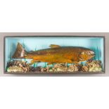 A 20TH CENTURY TAXIDERMY BROWN TROUT IN A BOW FRONT CASE WITH A NATURALISTIC SETTING.