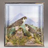 A LATE 19TH CENTURY TAXIDERMY PAIR OF PEREGRINE FALCONS IN A GLAZED CASE WITH A NATURALISTIC