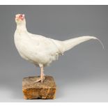 AN EARLY 20TH CENTURY TAXIDERMY MALE PHEASANT UPON A NATURALISTIC BASE. Rare coloration. 3 January