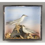 AN EARLY 20TH CENTURY TAXIDERMY PAIR OF LITTLE TERNS IN A GLAZED CASE WITH A NATURALISTIC SETTING.