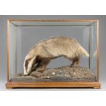 A LATE 20TH CENTURY TAXIDERMY BADGER IN A GLAZED OAK CASE WITH A NATURALISTIC SETTING.