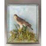 AN EARLY 20TH CENTURY TAXIDERMY SPARROWHAWK IN A GLAZED CASE WITH A NATURALISTIC SETTING. (h 46cm