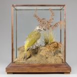 A LATE 20TH CENTURY TAXIDERMY GREEN WOODPECKER IN A GLAZED CASE WITH A NATURALISTIC SETTING.